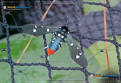 Thumbnail image #2 of the Polka Dot Wasp Moth
