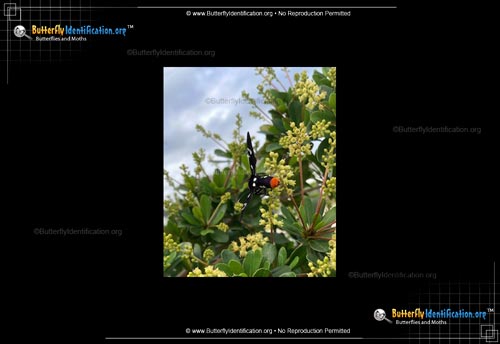 Thumbnail image #4 of the Polka Dot Wasp Moth