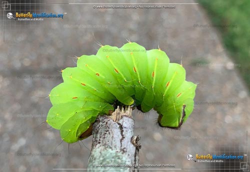 Thumbnail caterpillar image of the Polyphemus Moth