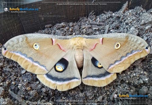 Thumbnail image #2 of the Polyphemus Moth