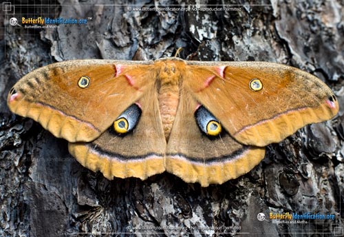 Thumbnail image #4 of the Polyphemus Moth