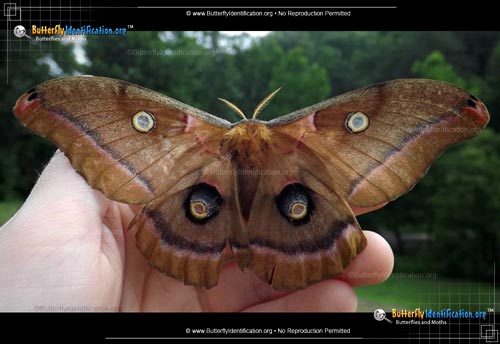 Thumbnail image #5 of the Polyphemus Moth
