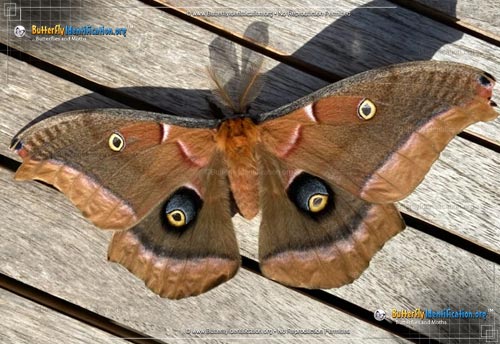 Thumbnail image #6 of the Polyphemus Moth