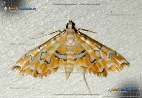 Thumbnail image #1 of the Pondside Pyralid Moth