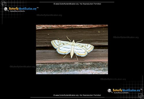 Thumbnail image #2 of the Pondweed Moth