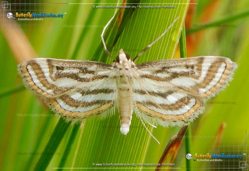 Thumbnail image #1 of the Pondweed Moth