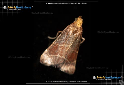 Thumbnail image #1 of the Posturing Arta Moth