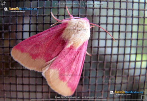 Thumbnail image #1 of the Primrose Moth