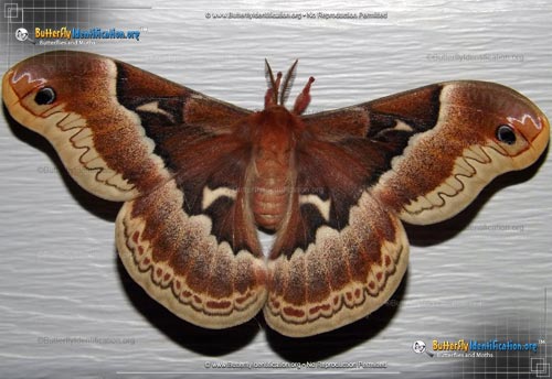 Thumbnail image #1 of the Promethea Moth