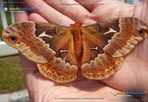 Thumbnail image #6 of the Promethea Moth