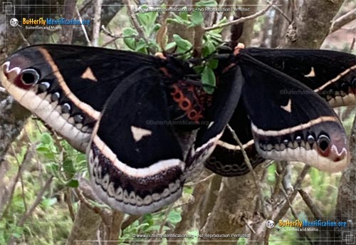 Thumbnail image #5 of the Promethea Moth