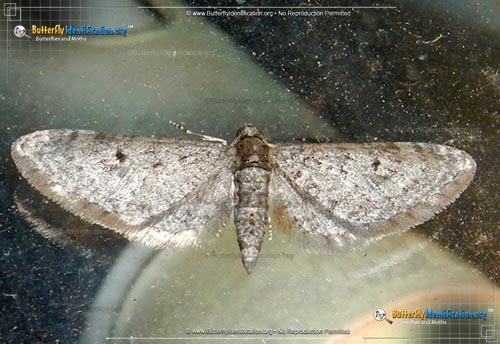 Thumbnail image #1 of the Pug Moth - <em>Eupithecia spp.</em>