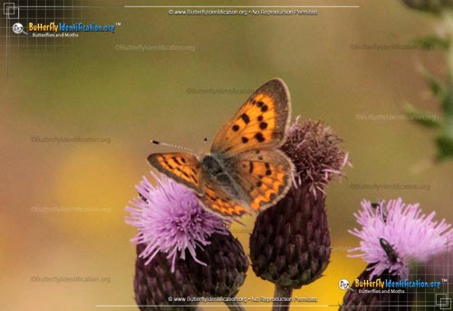 Thumbnail image #1 of the Purplish Copper Butterfly