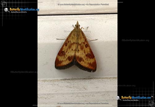 Thumbnail image #1 of the Pyrausta Moth