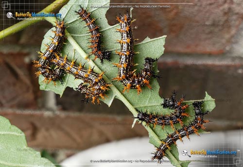 Thumbnail caterpillar image of the Question Mark Butterfly
