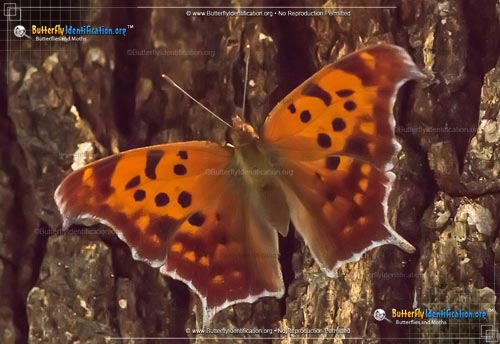 Thumbnail image #1 of the Question Mark Butterfly