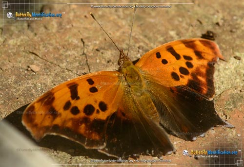 Thumbnail image #2 of the Question Mark Butterfly