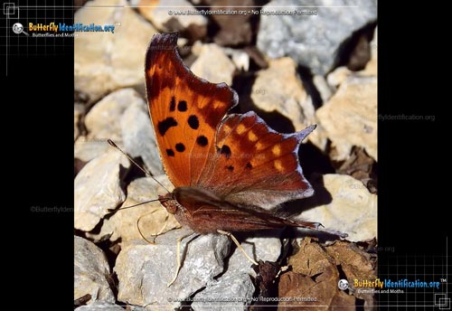 Thumbnail image #5 of the Question Mark Butterfly