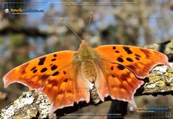 Thumbnail image #4 of the Question Mark Butterfly