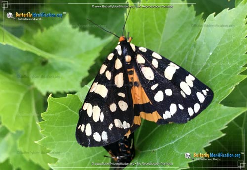 Thumbnail image #1 of the Ranchman's Tiger Moth