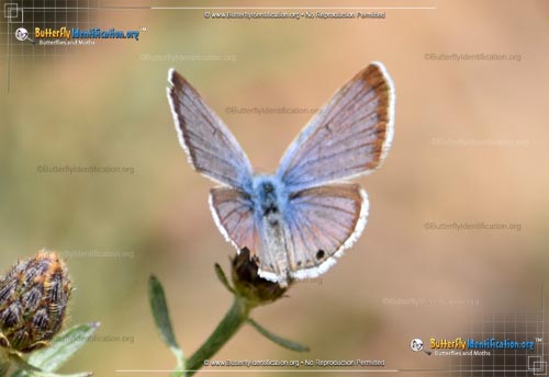 Thumbnail image #1 of the Reakirt's Blue Butterfly