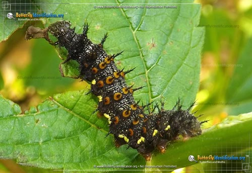Thumbnail caterpillar image of the Red Admiral Butterfly
