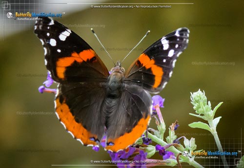 Thumbnail image #2 of the Red Admiral Butterfly