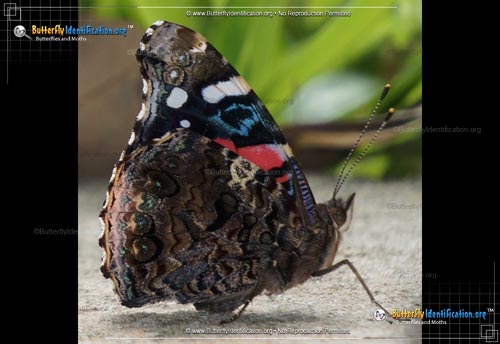 Thumbnail image #3 of the Red Admiral Butterfly