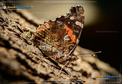 Thumbnail image #5 of the Red Admiral Butterfly