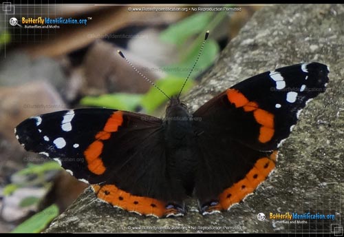 Thumbnail image #6 of the Red Admiral Butterfly