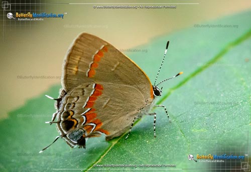Thumbnail image #1 of the Red-banded Hairstreak Butterfly