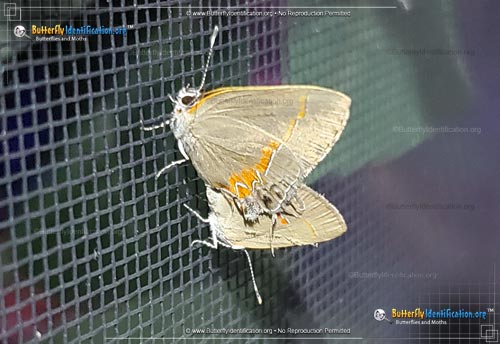 Thumbnail image #2 of the Red-banded Hairstreak Butterfly