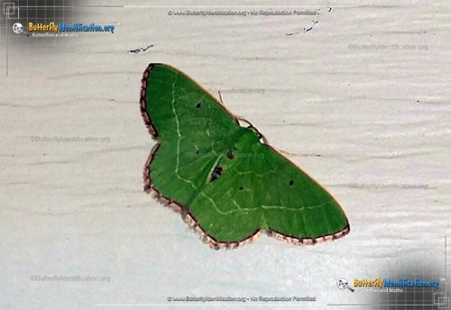 Thumbnail image #2 of the Red-bordered Emerald