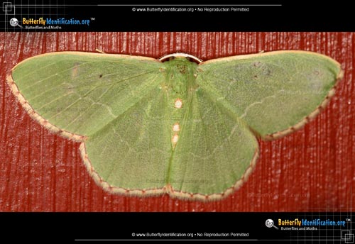 Thumbnail image #1 of the Red-bordered Emerald