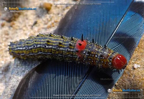 Thumbnail image #1 of the Red-humped Caterpillar Moth