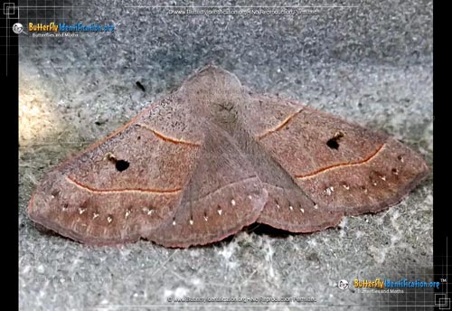 Thumbnail image #1 of the Red-lined Panopoda Moth