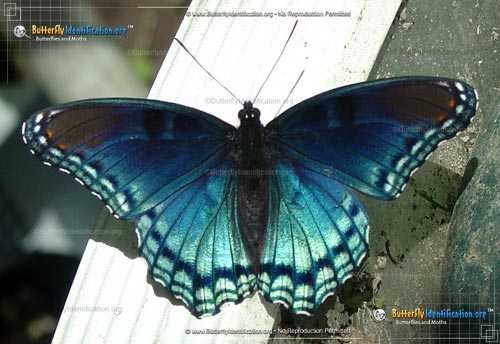 Thumbnail image #3 of the Red-spotted Purple Admiral Butterfly
