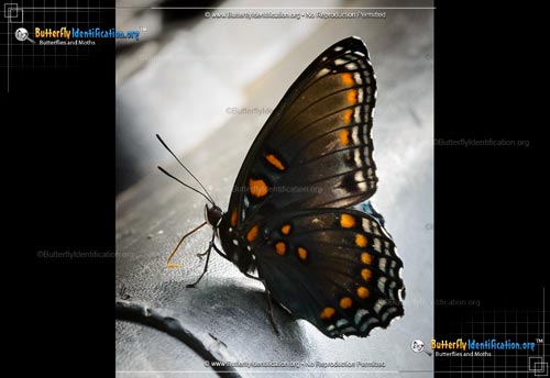 Thumbnail image #2 of the Red-spotted Purple Admiral Butterfly