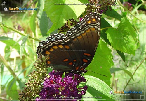 Thumbnail image #6 of the Red-spotted Purple Admiral Butterfly