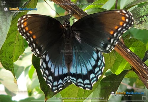 Thumbnail image #5 of the Red-spotted Purple Admiral Butterfly