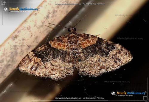 Thumbnail image #1 of the Red Twin-Spot Moth