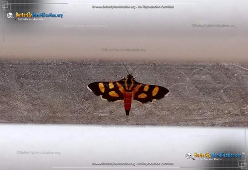 Thumbnail image #2 of the Red-waisted Florella Moth
