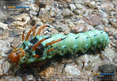 Thumbnail caterpillar image of the Regal Moth