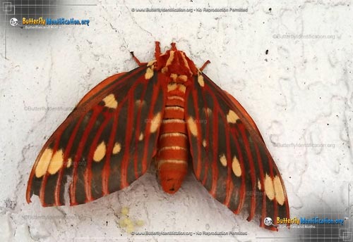 Thumbnail image #6 of the Regal Moth