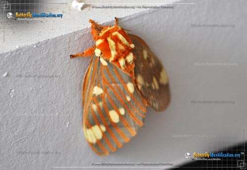 Thumbnail image #1 of the Regal Moth