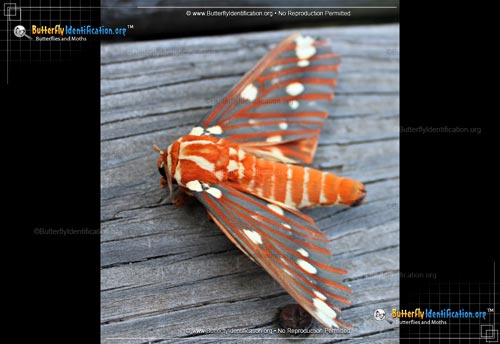 Thumbnail image #3 of the Regal Moth