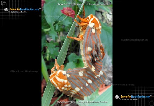 Thumbnail image #5 of the Regal Moth