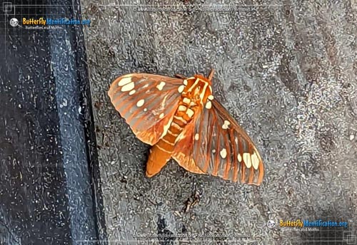 Thumbnail image #2 of the Regal Moth