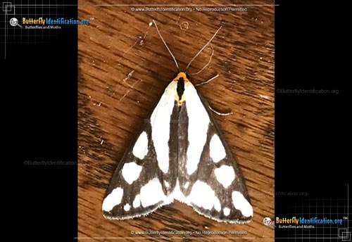 Thumbnail image #1 of the Reversed Haploa Moth
