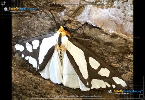Thumbnail image #2 of the Reversed Haploa Moth